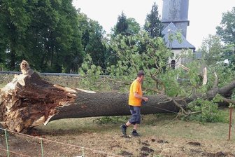 Unwetter wirft in Mißlareuth riesige Esche um - Bei dem Unwetter am Montagabend hat es auch eine alte Esche am Friedhof in Mißlareuth erwischt.
