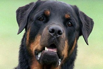 Update: Mann stirbt nach Rottweilerangriff an einem Schock - 
