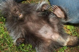 Urson-Nachwuchs im Tierpark: Urs und Fitzi sollen zusammenziehen - Urs, das Ursonbaby aus dem Limbacher Tierpark, ist zehn Wochen alt und soll in zwei bis drei Wochen den Besuchern gezeigt werden.