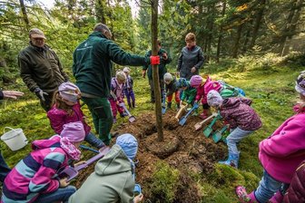 Urweltmammutbaum wächst im Augustusburger Arboretum - Urweltmammutbaum im Augustusburger Arboretum