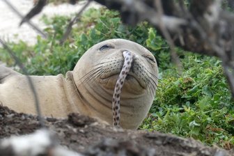 US-Ozeanbehörde rätselt über Aale in Robben-Nasen - Eine jugendliche hawaiianische Mönchsrobbe mit einem Aal in ihrer Nase liegt am Strand der French Frigate Shoals in Nordwesten der Hawaii-Inseln. Ein Aal in der Nase einer Hawaii-Mönchsrobbe - dieses kuriose Phänomen gibt der US-amerikanischen Ozean- und Klimabehörde NOAA Rätsel auf.