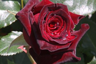 Valentinstag in Sicht: Hier lassen sich noch besondere Angebote in Mittelsachsen buchen - Die Edelrose Black Baccara ist wie gemacht für ein Valentinstagsgeschenk. Die Baumschule Freiberg hat sie als Rosenstock zum Auspflanzen.