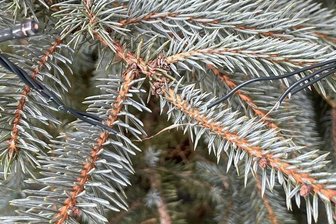 Das Kabel, an dem die Lampen befestigt sind, mit denen die Weihnachtsbäume vor den Geschäften in Mittweida geschmückt sind, wurde zerrissen.