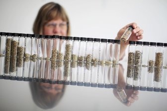 Vanessa und die Kräutermischung – Prozess um mutmaßliche Drogendealer-Familie aus Colditz geht weiter - Eine Kriminal-Biologin zeigt eine mit Drogen versetzte Kräutermischung, sogenannte „Legal Highs“ (Symbolfoto). Der Anfang des Handels in Colditz?