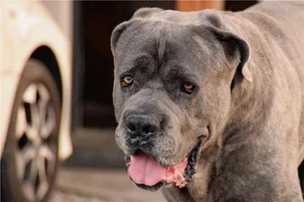 Vater und Sohn vergnügen sich am Fichtelberg und lassen ihren Hund bei Hitze im Auto: War es Tiermisshandlung? - Die Italienische Dogge musste im Auto warten. Der Pickup stand zunächst in praller Sonne.