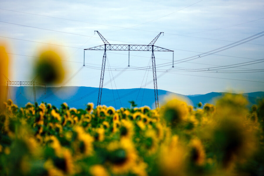 Strommasten ragen über ein Sonnenblumenfeld im ukrainischen Rajon Mukatschewe im Oblast Transkarpatien.