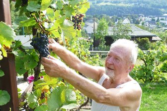Verborgene Wein-Idylle: Wo Zschopaus Winzer zuhause sind - Ende September ist es für Siegfried Burkhardt an der Zeit, die Weintrauben abzunehmen.