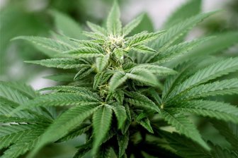 Verbot bestimmter Lebensmittel aus Hanf: Erzgebirgskreis erlässt Allgemeinverfügung - Eine Allgemeinverfügung untersagt, bestimmte cannabinoid-haltige Lebensmittel in den Verkehr zu bringen.