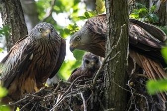 Verbotene Wildkamera: Rotmilan gibt Nest auf - Rotmilane mit Nachwuchs im Nest, aufgenommen im Jahr 2019 bei Callenberg.
