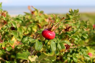Verbraucherzentrale Sachsen prüft Klage gegen Hornbach - Sieht schön aus, ist aber eine invasive Art: Rosa rugosa, die Apfel- oder Kartoffelrose.