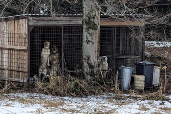 Verdacht auf Tierquälerei im Erzgebirge: Hoffnung für Hunde in Käfigen schwindet - Zuletzt fehlte wieder eine Hündin in den Zwingern in České Hamry. Die verbliebenen drei Hunde reagieren auf jede Bewegung in ihrem Umfeld – oft mit lang anhaltendem Bellen. Die Aufnahme wurde von deutscher Seite aus gemacht.