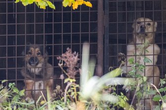 Verdacht auf Tierquälerei im Erzgebirge: Hundebesitzerin droht Gefängnisstrafe - Zwei der derzeit drei Hunde, die in zwei Käfigen in České Hamry unter unwürdigen Bedingungen ihr Leben fristen. Die Aufnahme wurde aus rechtlichen Gründen von deutscher Seite aus gemacht.