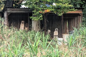 Verdacht auf Tierquälerei im Erzgebirge: Veterinäramt befragt Anwohner als Zeugen - Trauriger Anblick: die vier Hunde in den beiden Zwingern auf tschechischer Seite direkt hinter der Grenze. Die Fotos wurden von deutscher Seite aus aufgenommen.