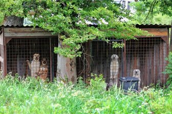 Verdacht auf Tierquälerei: Menschen im Erzgebirge leiden mit vier Hunden - „Freie Presse“ war mehrmals vor Ort, hat aber nie jemanden angetroffen, der sich um die vier Hunde auf dem Privatgrundstück in Tschechien gekümmert hat. Sie haben laut Augenzeugen seit Wochen die Zwinger nicht verlassen, erhalten mitunter tagelang weder Futter noch Wasser. Das Foto wurde von deutscher Seite aus aufgenommen.
