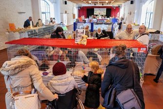 Verein aus Mülsen zeigt,wie Rassekatzen ticken: Große Tiere wollen kuscheln, kleine Babys herumtoben - Die Hobby- und Werbeschau wird in der Festscheune in Thurm gezeigt. 