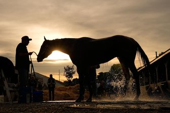Vergeht sich Halter an seinem Pferd? Tierschützer fluten Zwickauer Behörde mit 13.000 E-Mails - Dieses Foto aus den USA zeigt ein Rennpferd, das gewaschen wird. In Westsachsen soll ein Halter bei der Pflege seines Tiers regelmäßig masturbieren.