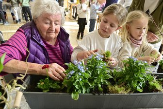 "Vergiss?Mein!Nicht": Senioren und Kinder pflanzen in Oelsnitz gemeinsam Frühblüher - Bewohner des Altenpflegeheimes Betesda und Vorschulkinder der Kita Hütchen pflanzten gemeinsam Frühjahrsblüher.