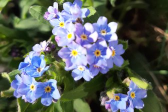 Vergissmeinnicht: Blumen als Zeichen für Demenzkranke auch in Zwickau - Vergissmeinnicht werden am 19. März in Zwickau-Eckersbach gepflanzt.
