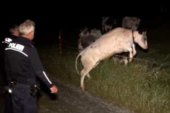 Verirrte Kuh sorgt für Alarm auf der Autobahn - Mit Unterstützung von Polizei und Feuerwehr sowie mehreren Landwirten kehrte die Kuh nach dem gefährlichen Abstecher zurück zu ihrer Herde hinter dem Weidezaun.