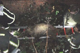Verirrte Wildschweine rufen Jäger und Feuerwehr auf den Plan - Stadtförster Reiner Freudenberg (oben rechts) trägt gemeinsam mit Feuerwehrmännern das erlegte Wildschwein aus dem Lichtschacht an der Zwickauer Kompaktschule. 