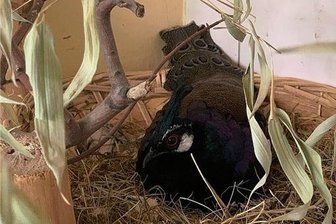 Verkehrte Welt im Auer Zoo der Minis: Hier brüten die Männer - Bei den Palawan-Fasanen brütet dieses Jahr der Hahn.