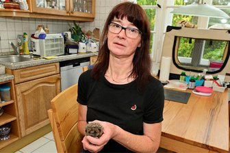 Verletzt, abgemagert, verwaist: Igelstation im Vogtland pflegt so viele Tiere wie noch nie - Zurzeit pflegt Corinna Heinrich mehr als 30 Muttertiere und ihren Nachwuchs.