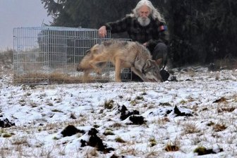 Verletzter Wolf wieder in die Freiheit entlassen - Der im September bei Johanngeorgenstadt verletzte und in der Tierrettungsstation Drosera in Bublava versorgte Wolf wurde wieder in die Freiheit entlassen.