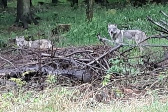 Vermeintliche Wölfe versetzen Region in Angst - Fast fünf Minuten beobachteten die zwei Wolfshunde am Dienstagvormittag Sandra und Marleen Schramm aus nur kurzer Distanz. 