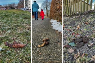 Verminte Wiesen und Wege: Hundekot-Haufen sorgen in Falkenau für Ärger - Eine Spazierrunde, drei Haufen am Weg: Ines Schaarschmidt aus Falkenau beklagt eine zunehmende Anzahl von Hundehaufen auf den Wiesen und Wegen im Ort.