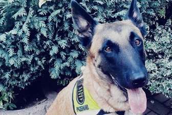Vermisstensuche: Spürhund findet Frau im Wald - Vermisstenspürhund "Hotdog" hat eine vermisste Frau gefunden.