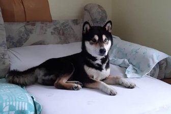 Vermisster Hund ist wieder da - Dieses Foto zeigt Chino nach seiner Rückkehr.