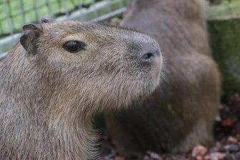 Vermisstes Wasserschwein tot bei Teichen in Limbach-Oberfrohna gefunden - 