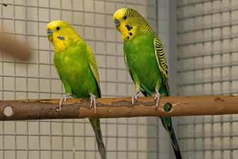 Vermittlung nur im Doppelpack: Duos warten im Tierheim „Neu-Amerika“ nahe Annaberg-Buchholz auf eine neue Chance - Edgar und Poe kamen als Abgabetiere ins Tierheim „Neu-Amerika“. Sie sollen nur zu zweit vermittelt werden – am besten zu weiteren Artgenossen.