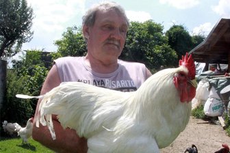 Verrücktes Spektakel: In diesem Ort im Vogtland krähen Hähne um die Wette - Mit am Start ist dieser Jersey-Giant-Hahn des Elsterberger Züchters Heinz Fleischmann.