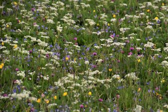 Verschwinden die bunten Bergwiesen im Erzgebirge? - Die Bergwiesen sind typisch für das Erzgebirge. Sie sind Heimat für unzählige Pflanzen und Tiere. Eine Gefahr für sie ist das Mulchen. Bleibt das Schnittgut auf der Fläche und verrottet da, kann es zu einer starken Nährstoffanreicherung kommen, die sich ungünstig auf die Bergwiesen-Arten auswirkt, da diese eher auf mageren Standorten wachsen. 
