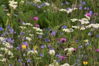 Verschwinden die bunten Bergwiesen? - Die Bergwiesen sind typisch für das Erzgebirge. Sie sind Heimat für unzählige Pflanzen und Tiere. Eine Gefahr für sie ist das Mulchen. Bleibt das Schnittgut auf der Fläche und verrottet da, kann es zu einer starken Nährstoffanreicherung kommen, die sich ungünstig auf die Bergwiesen-Arten auswirkt, da diese eher auf mageren Standorten wachsen.