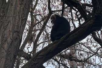Verschwundene Bartaffen-Dame Ruma saß im Leipziger Osten seelenruhig auf einem Baum - Entspannt saß Bartaffendame Bruma am Donnerstagmorgen auf einem Baum im Leipziger Stadtteil Reudnitz. Später flüchtete sie in ein Haus, wo sie eingefangen werden konnte.