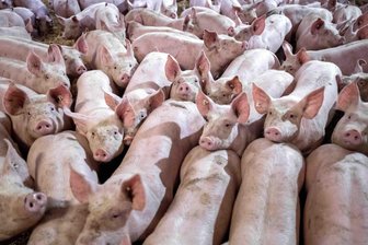 Verschwundene Ferkel, fliegende Fäuste und ein Rentner mit Mistgabel: Das sind die Prozesse am Amtsgericht Döbeln - Eine Gruppe von Schweinen in einem Mastbetrieb. In Großweitzschen waren 2023 sieben Ferkel verschwunden.
