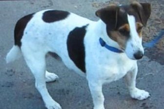 Verschwundener Hund ist wieder da -