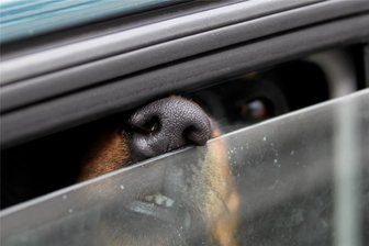 Verstoß gegen Tierschutz in Zwickau: Hund stirbt Hitzetod in Auto - Polizei und Rettungskräfte waren am Freitag in Zwickau im Einsatz, um einen Hund zu retten. Vergeblich.