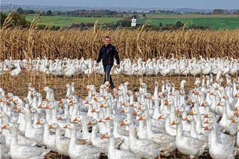 Verunsicherung in Glauchau: Wird die Martinsgans unerschwinglich? - Um die 3000 Gänse vom Geflügelhof Weber finden auf dem Maisfeld bei Schönberg ihr Futter. 