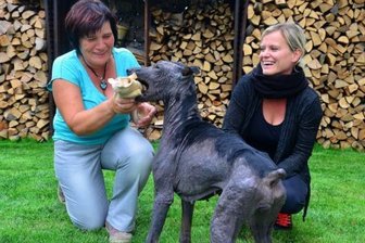 Verwahrloste Hündin Hope findet neues Zuhause - Abgemagert wurde Hope gefunden. Gabriele Simon (l.) und Kristin Holfert vom Tierschutzverein kümmerten sich um sie.