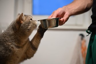 Verwahrloste Tiere in Hartha: Katzen inzwischen in Sicherheit - Aus einem Haus in Hartha wurden verwahrloste Katzen geholt. Sie sind jetzt in einem Tierheim.