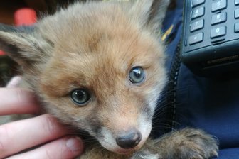 Verwaiste Fuchsbabys gerettet - Ohne Rettung durch die Polizei hätten zwei verwaiste Fuchsbabys in Oberbayern den Tod gefunden