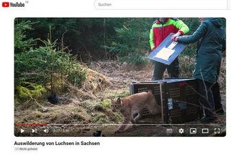Video zeigt: Hier macht das Luchs-Pärchen im Erzgebirge seine ersten Schritte - Ein Video des Landesumweltamtes zeigt die Auswilderungsaktion in dieser Woche im Erzgebirge.