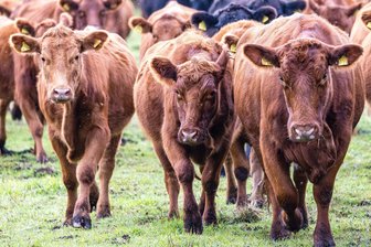 Viehdiebe holen Rinder von der Weide - Bande am Werk? - Viehdiebe schocken Landwirte in Südbrandenburg. (Symbolbild)