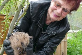 Viel Betrieb auf der Igel-Ranch - Nachdem er in der Igelranch überwintert hat, übergibt Christine Grzelka einen ihrer Schützlinge seiner neuen Familie. 