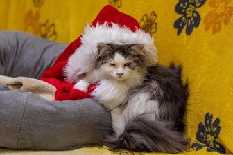 Vielauer Tierfreunde laden ein zum Advent im Tierheim - Tierische Weihnachtsstimmung soll am Sonntag im Vielauer Tierheim aufkommen.