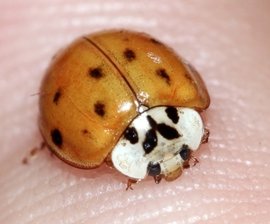 Viele Asiaten-Käfer schwirren derzeit durch die Gegend - 
              <p class="artikelinhalt">Der asiatische Marienkäfer kann im Vergleich zu den Vertretern der europäischen Art bis zu 19 Punkte haben. </p>
            