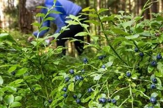 Viele Beeren in diesem Jahr - aber wenige Sammler - In diesem Jahr gab es viele Blaubeeren, allerdings offenbar kaum Sammler. 